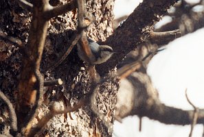 Nuthatch, Pygmy, RMNP 5-1996 B03P90I01